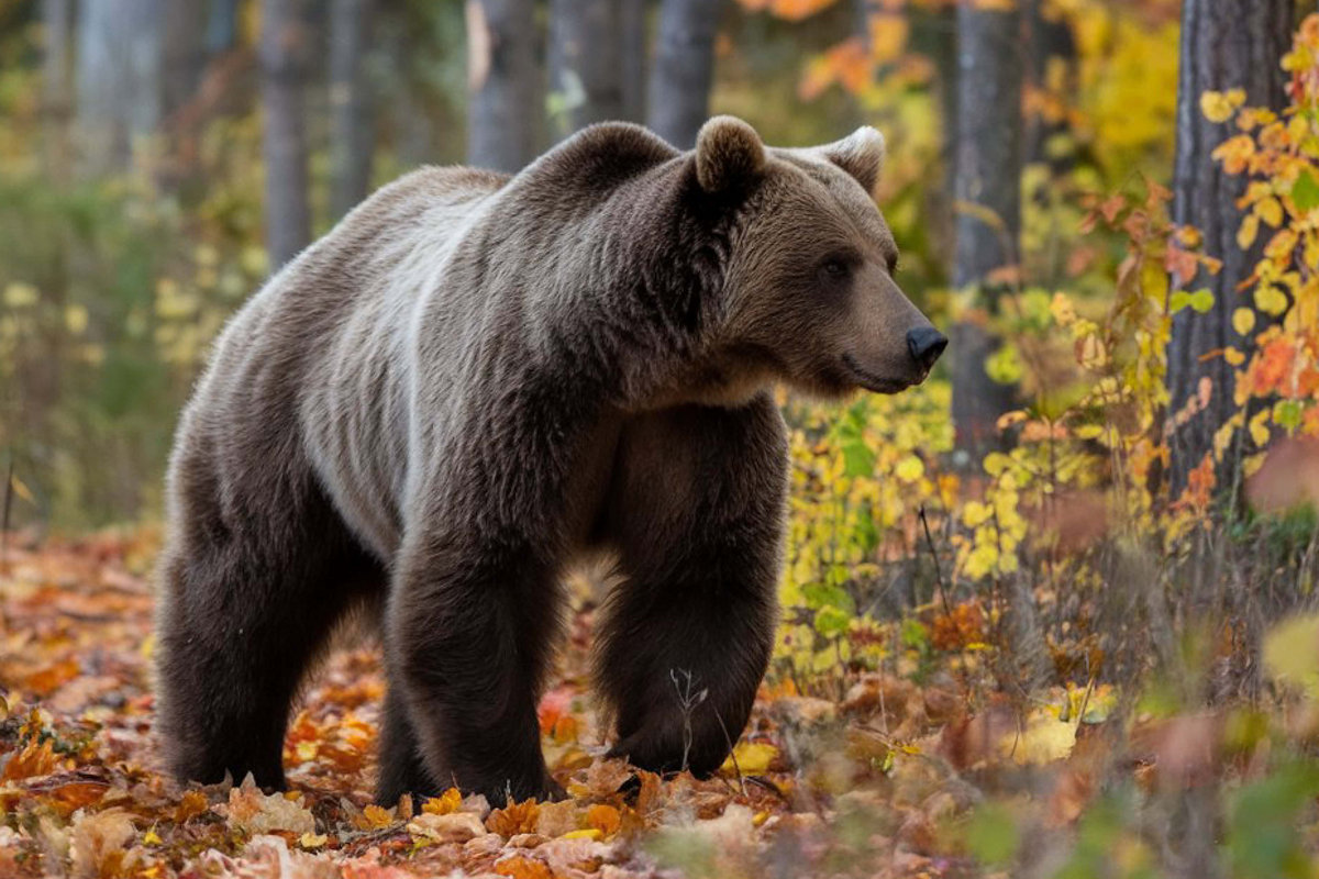 Bear photo by Hobbyfotograf08