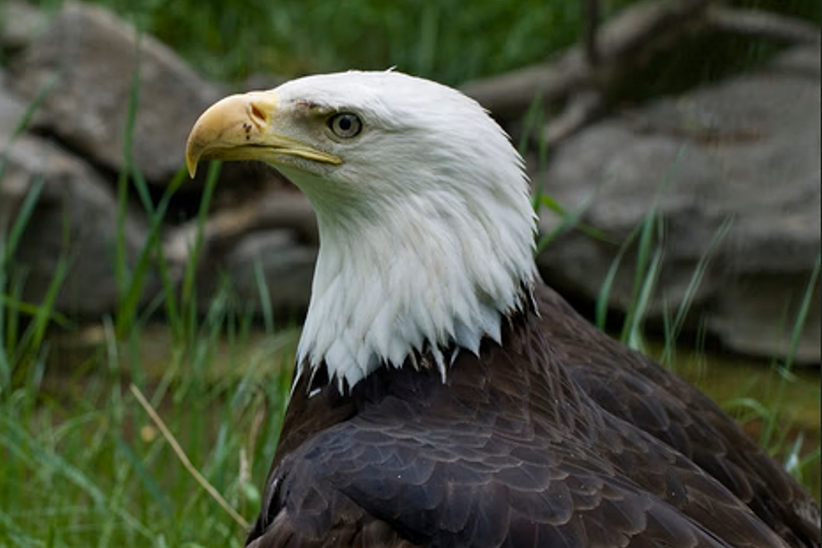 Eagle photo by Aeropw