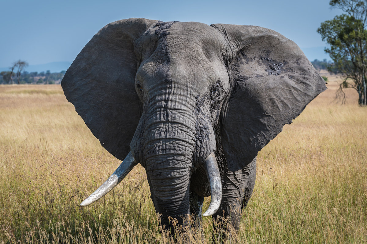 Elephant photo by Kneukum