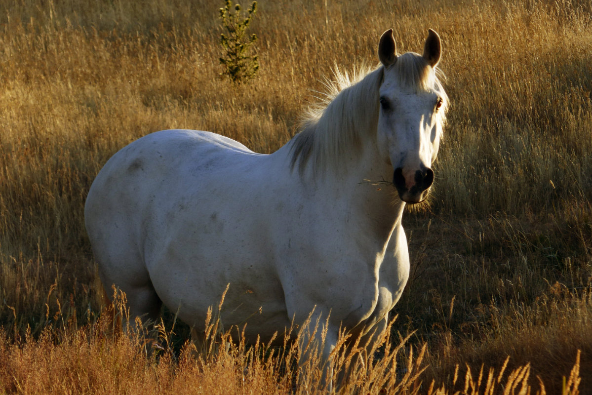 Horse photo by Bernard Spragg