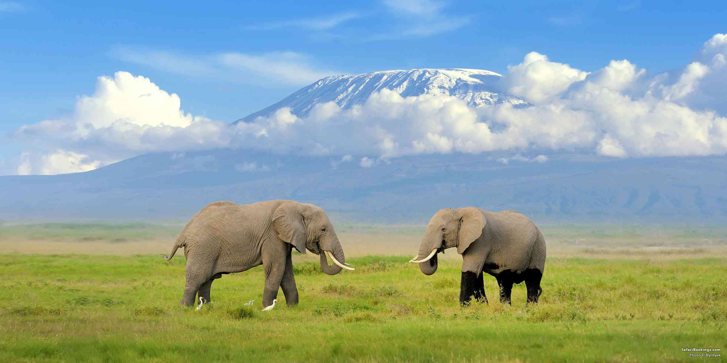 An African safari